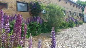 A cobblestone street with purple flowers and a brick building with windows.
