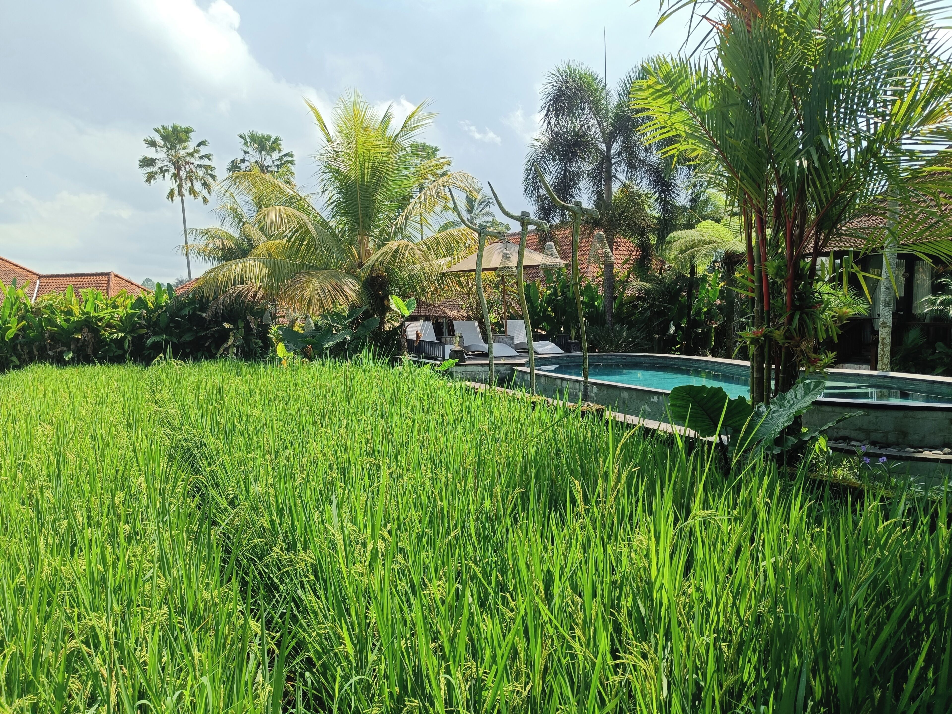 Deluxe Double Room, Pool View | Pool