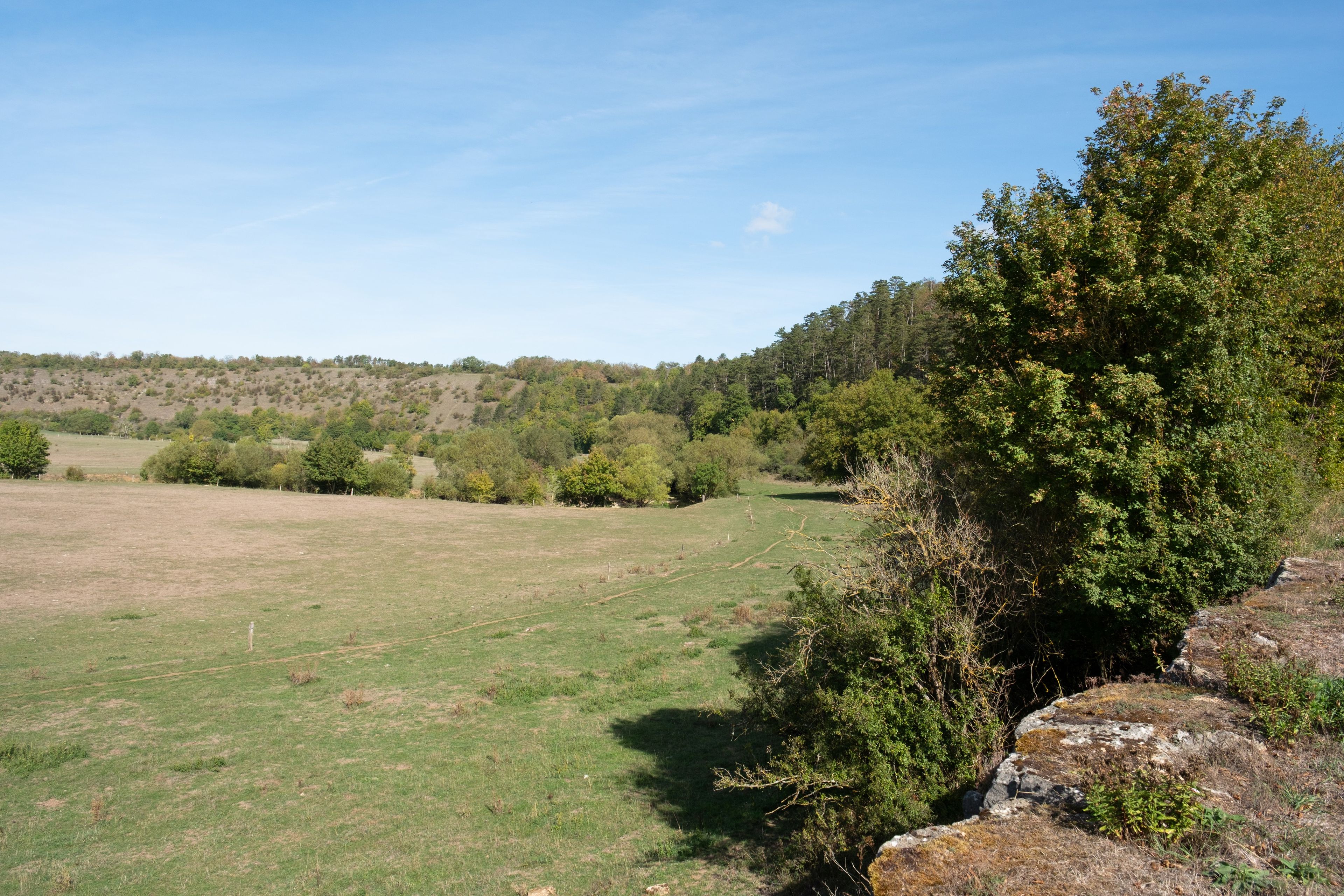 Ein grasbewachsenes Feld mit Bäumen und einer Hügelkette im Hintergrund.