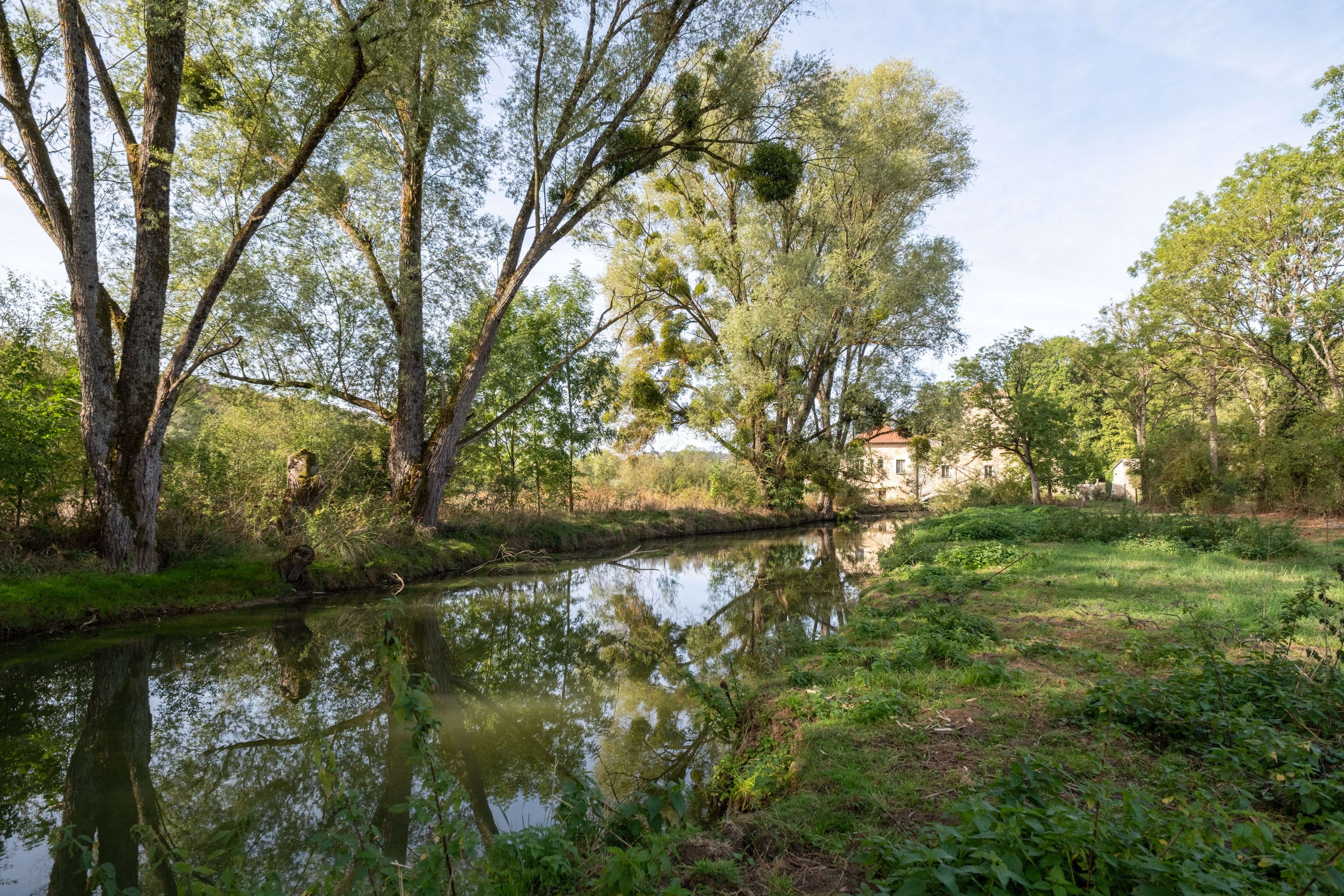 Una scena tranquilla lungo il fiume, con alberi e un edificio sullo sfondo.
