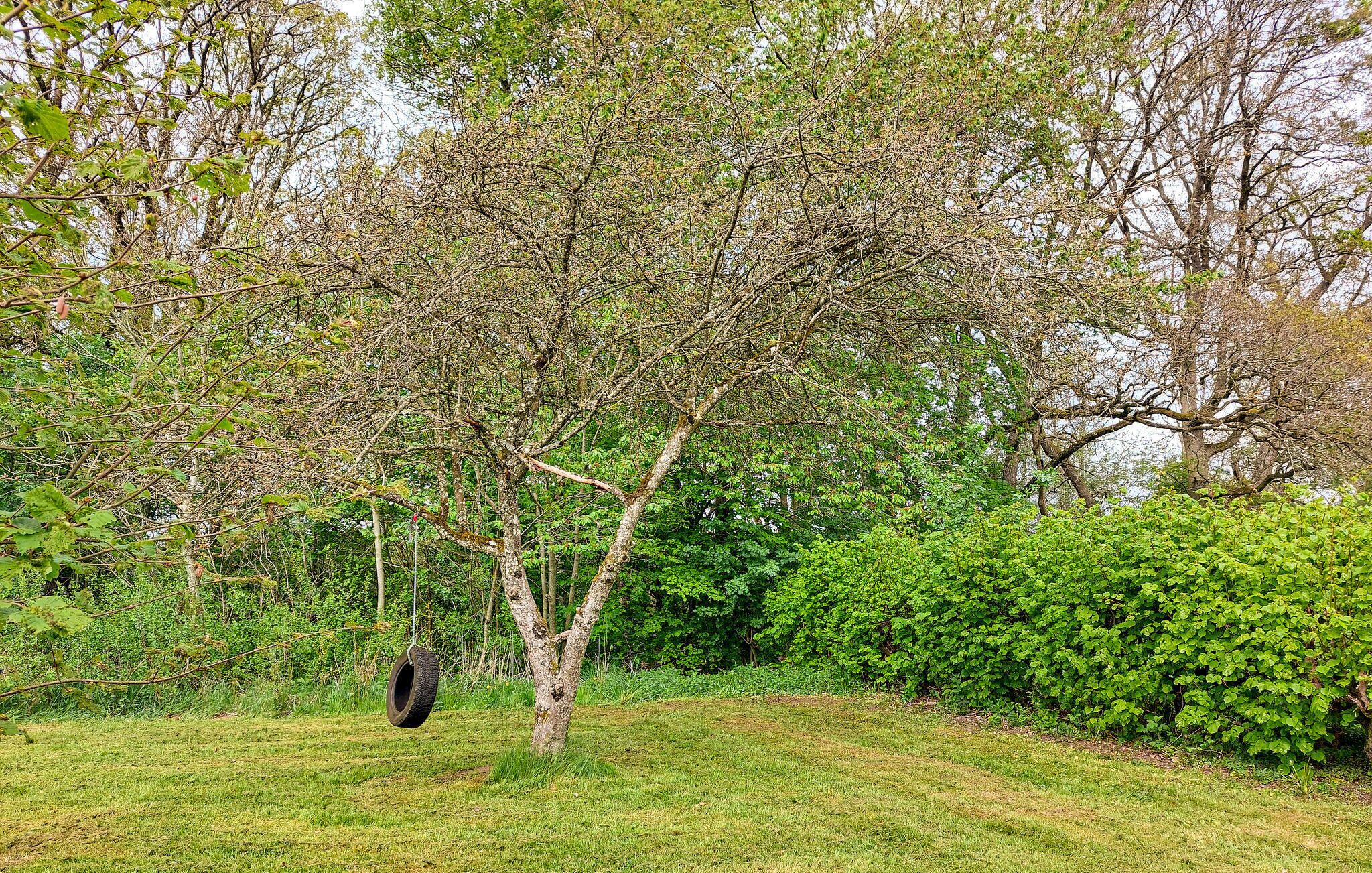 Un albero con un'altalena da pneumatici appesa a un ramo.