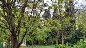 A park with a gravel path, a large tree, and a green bench.
