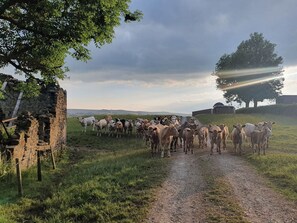 A rural landscape with a herd of cattle on a dirt path, surrounded by grassy fields and trees. - Thorn Tree Cottage (Hope Valley)