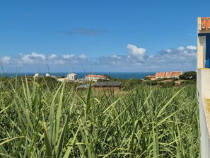 Blick auf die Küste mit Gebäuden, blauem Himmel und hohem Gras im Vordergrund.