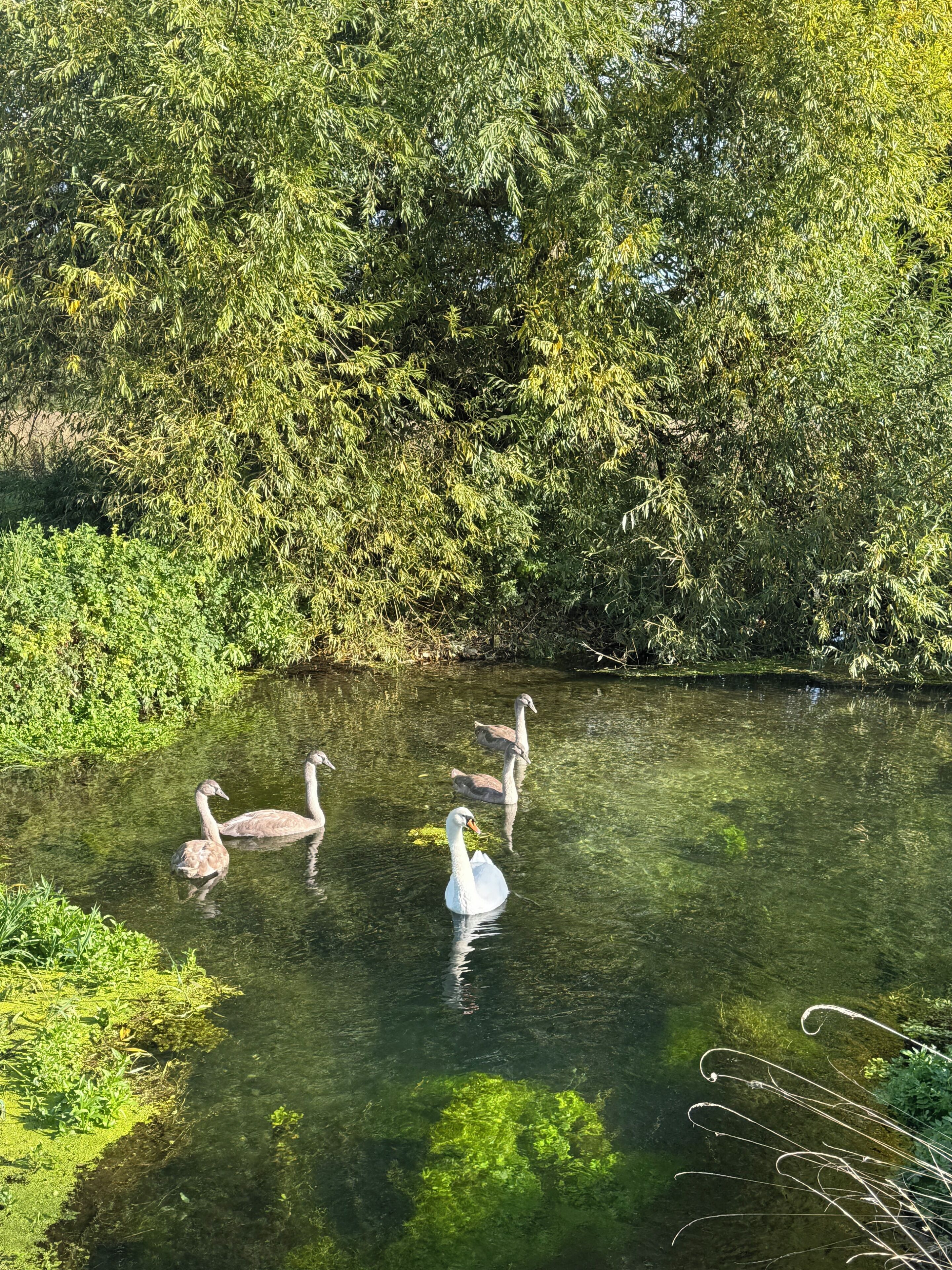 Un groupe de cygnes dans un étang aux eaux claires, entouré d’une végétation luxuriante.