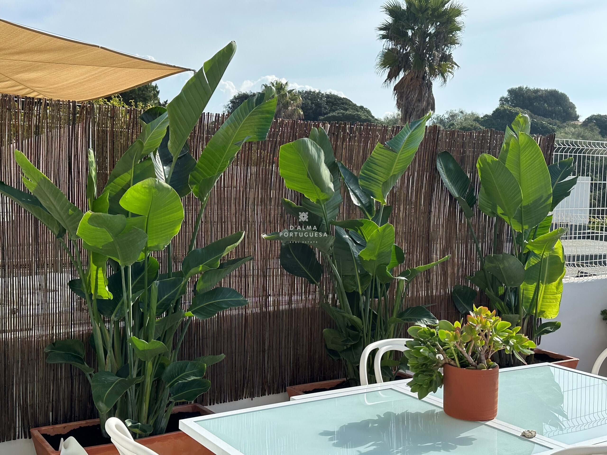 En patio med bambushegn, store grønne planter og et bord med stole.