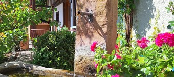Apartment 'Tenne' with Shared Garden and Wi-Fi