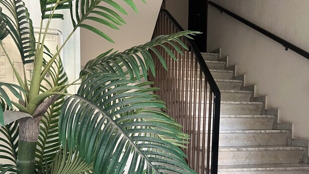 Eine Treppe mit Marmorstufen und einem Metallgeländer, umgeben von großen, grünen Palmen.