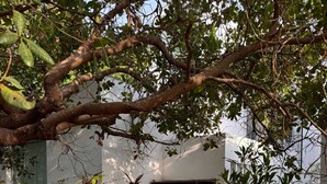 Un sendero lleva a un edificio con puerta negra, rodeado de plantas y árboles.