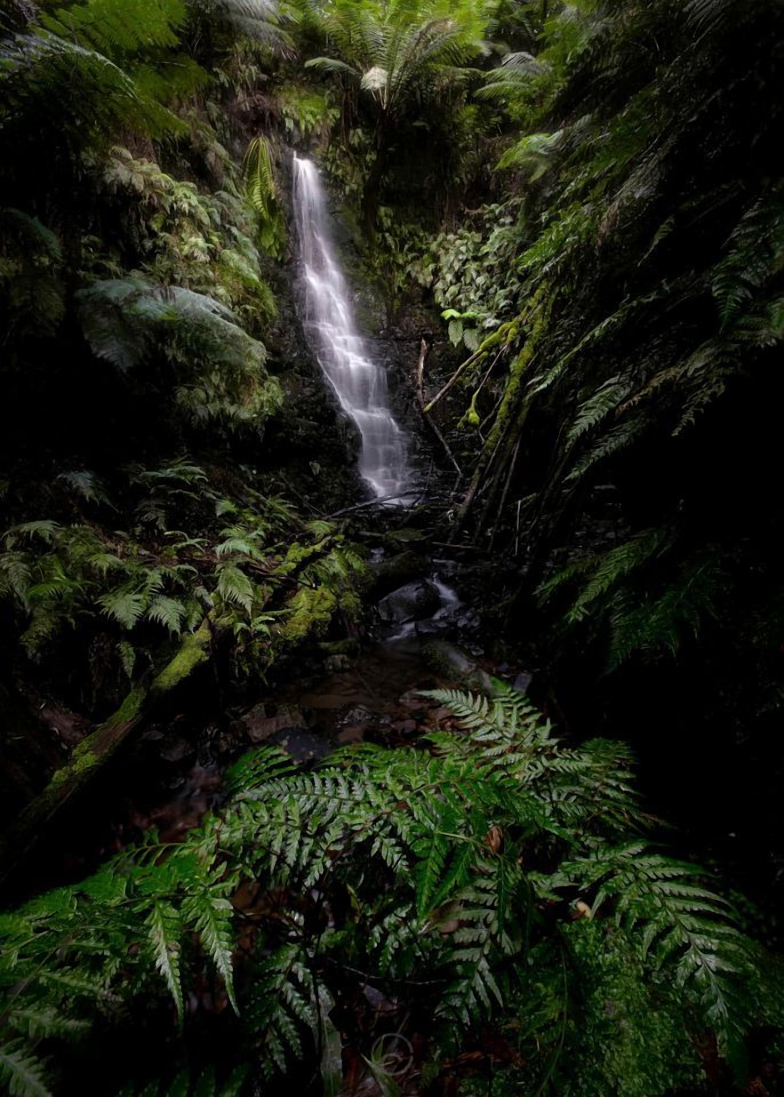 A waterfall surrounded by lush green ferns and moss.