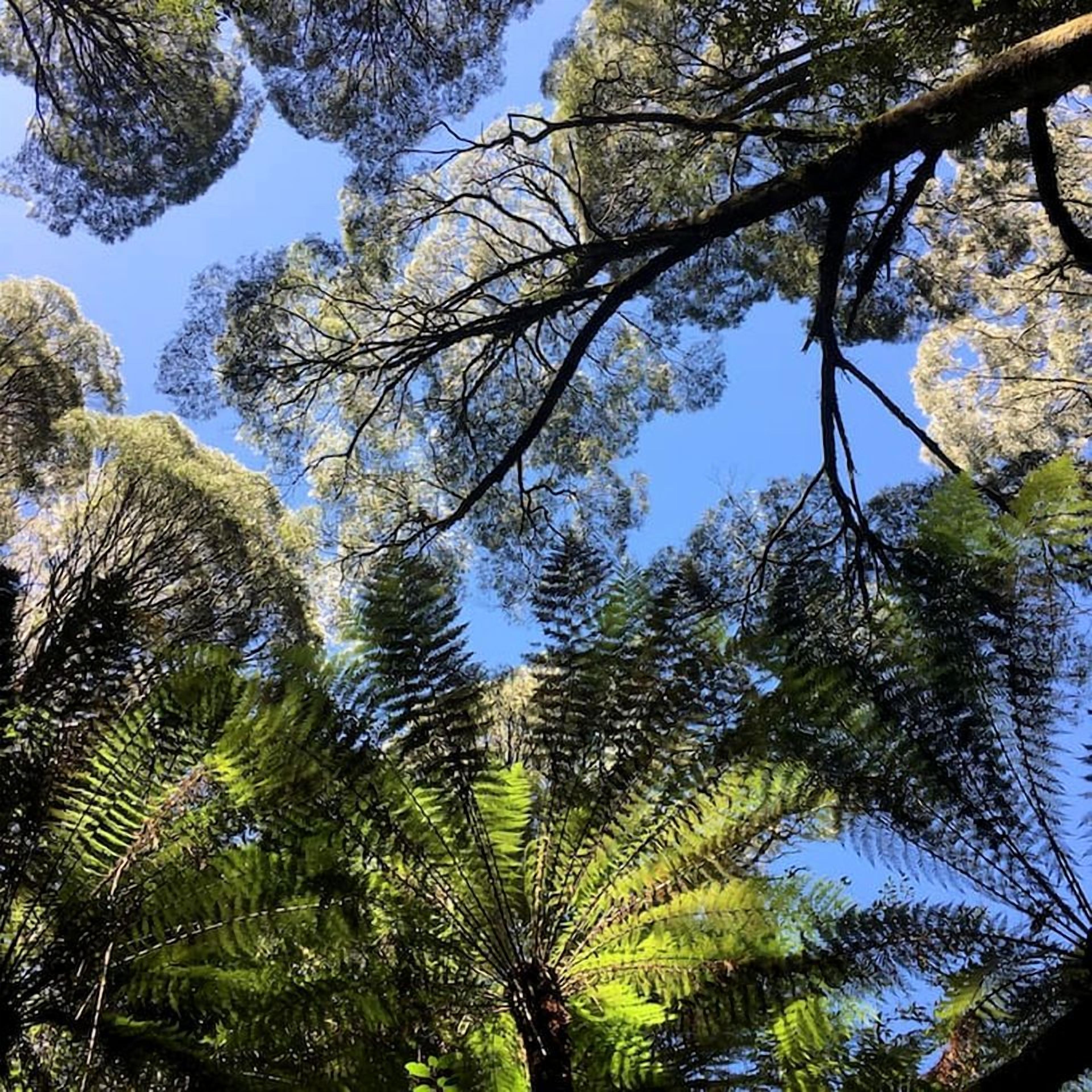 A dense forest of tall trees with a clear blue sky.
