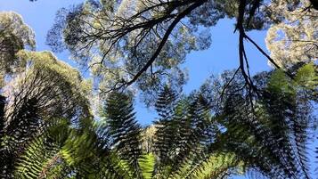 A dense forest of tall trees with a clear blue sky.