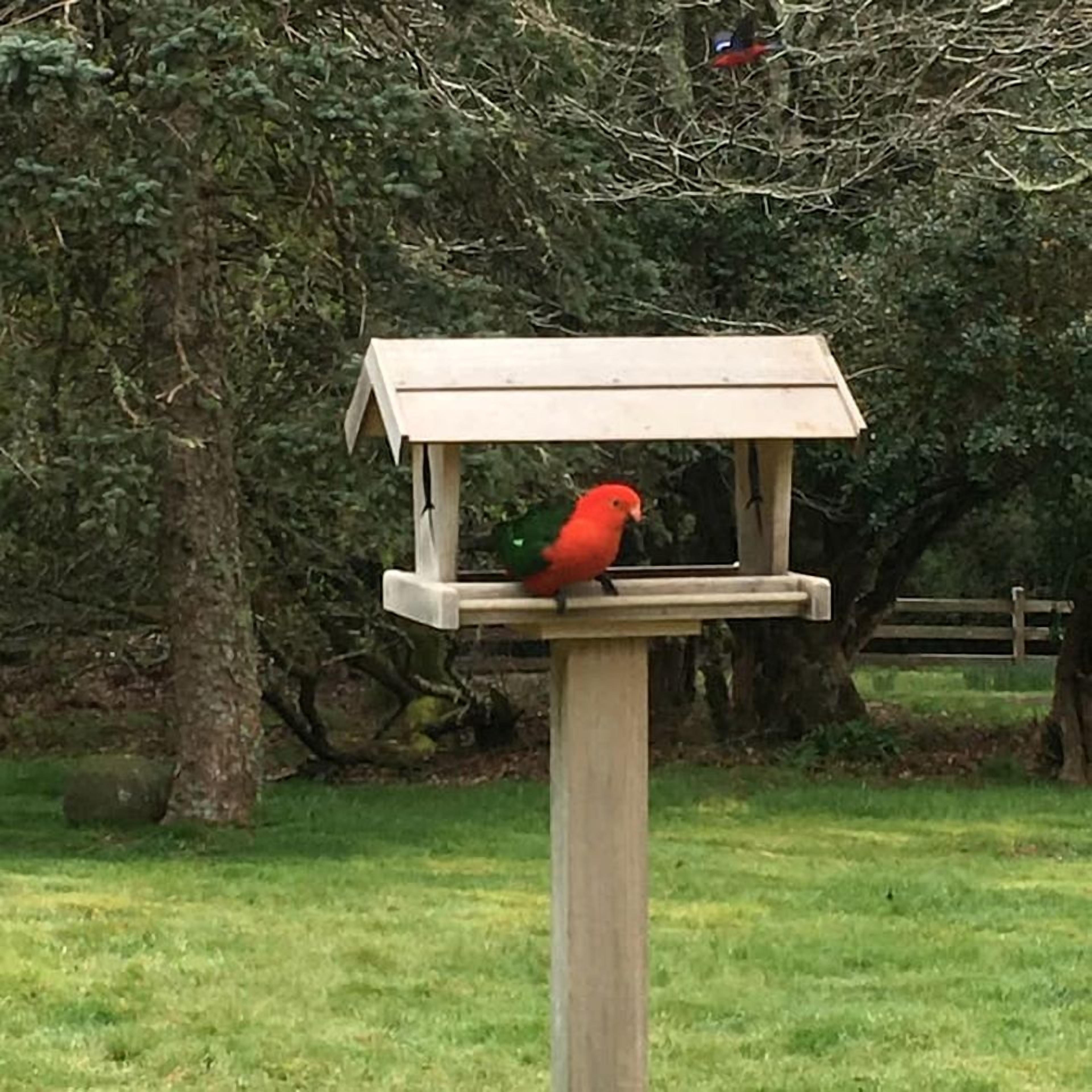 A bird feeder with a wooden structure and a single red bird perched on it.
