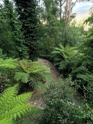 Un área boscosa con un sendero pavimentado.