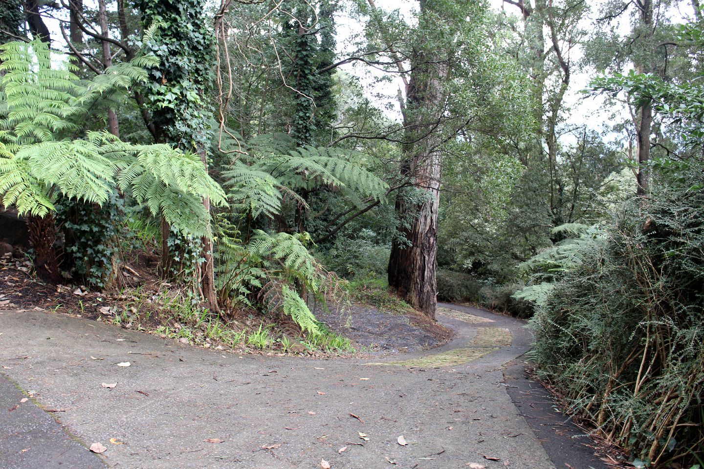 A forested area with a paved path.