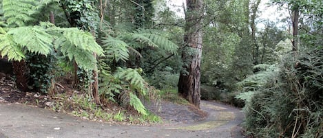A forested area with a paved path.