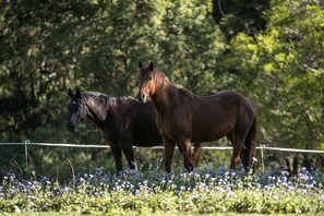 Dos caballos de pie en un campo con una cerca al frente y árboles al fondo.