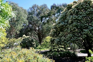 A garden with various trees and shrubs, a pathway, and a small water feature.