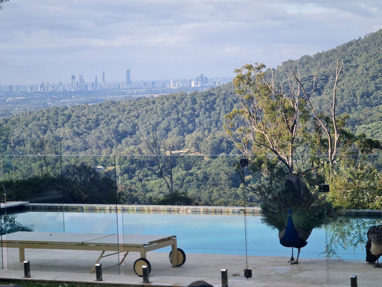 A peacock near a pool with a city skyline in the background.