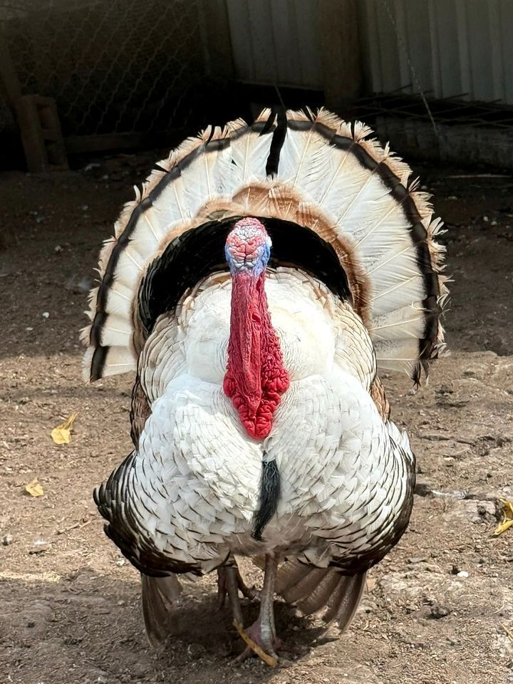A turkey with a red wattle and white feathers, standing on a dirt ground.