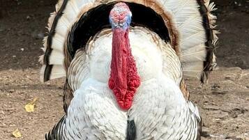 A turkey with a red wattle and white feathers, standing on a dirt ground.