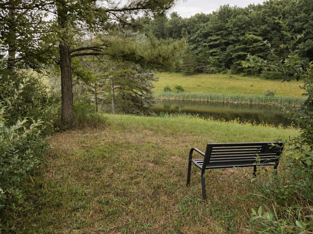 Un banc situé dans un espace verdoyant, avec un étang et des arbres en arrière-plan.