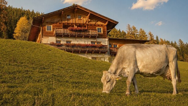 Eine Holzhütte mit Balkonen, eine grüne Hügelterrasse und eine weidende Kuh.