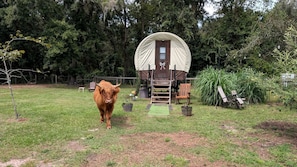 Property grounds - Luxury Highland Cow Glamping in Cozy Covered Wagon with Peaceful Farm Retreat in Melrose, Florida (Melrose)