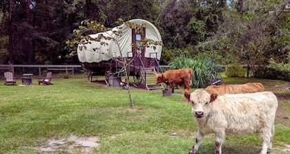 Luxury Highland Cow Glamping in Cozy Covered Wagon with Peaceful Farm Retreat in Melrose, Florida