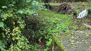 Un puente de piedra sobre un arroyo caudaloso, cubierto de musgo y rodeado de abundante vegetación.