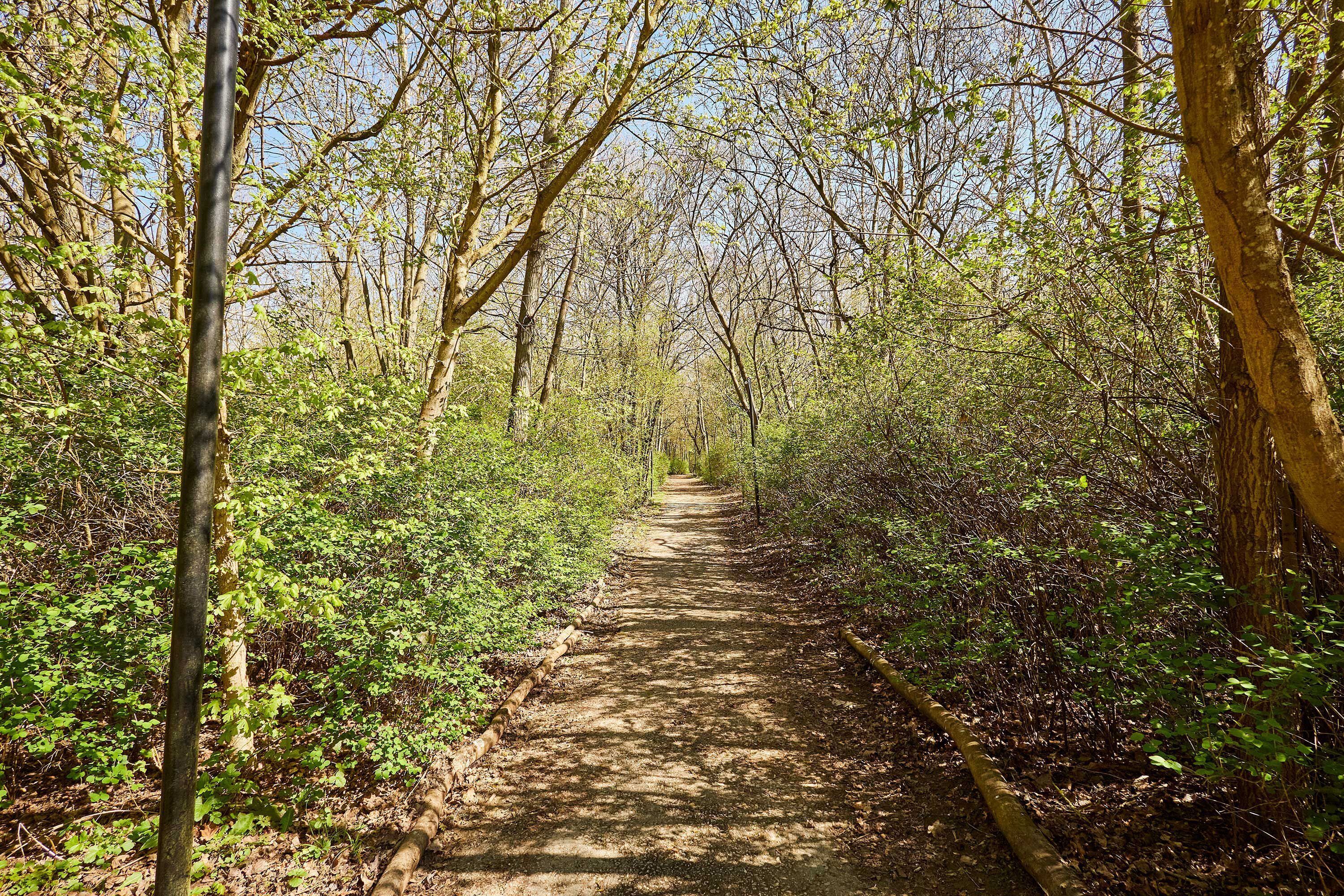 A forested path with trees and greenery.