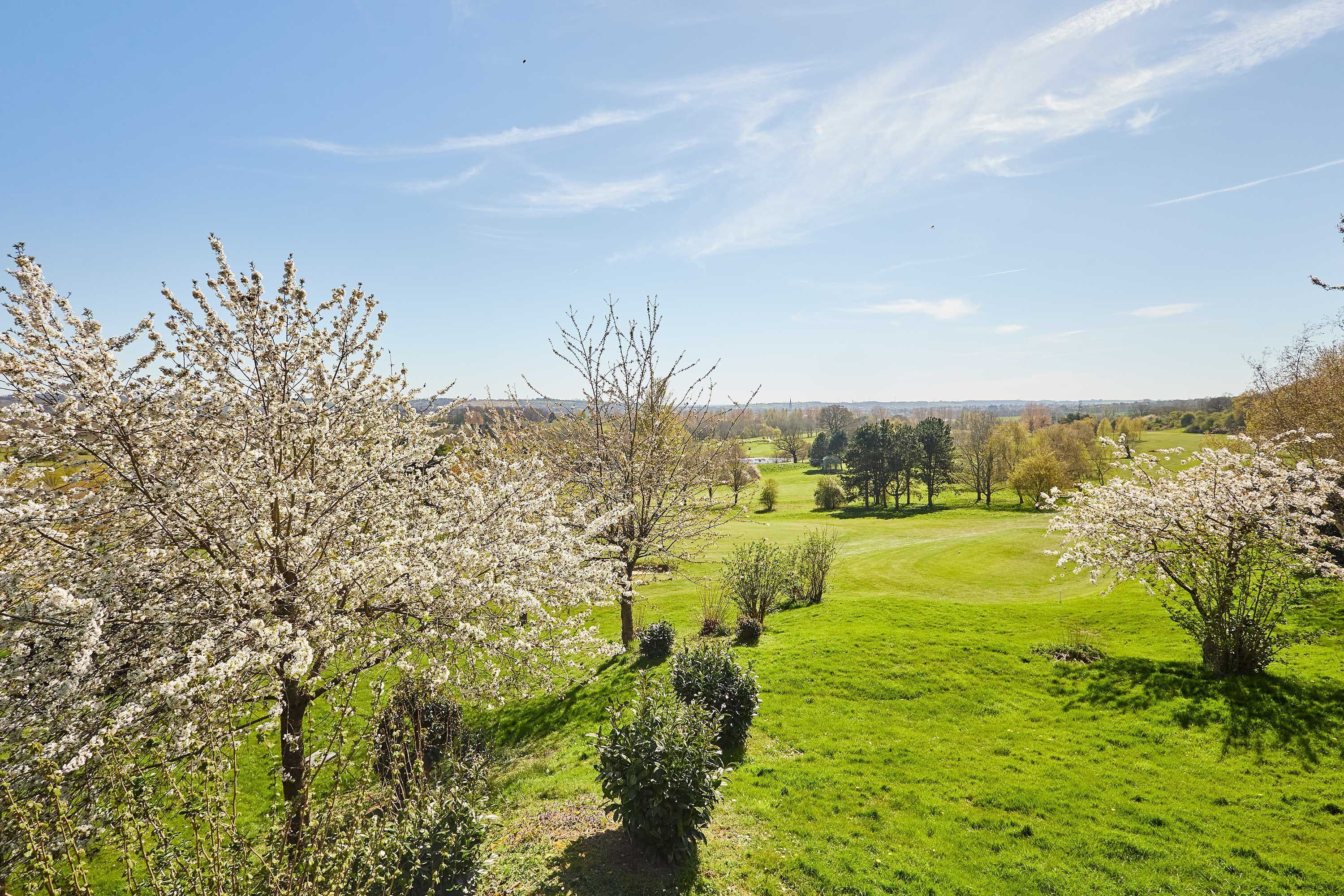 A green field with trees and a clear sky.