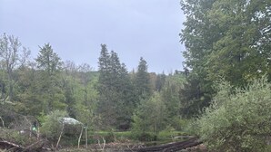Paesaggio naturale con uno stagno, alberi e una pila di tronchi.