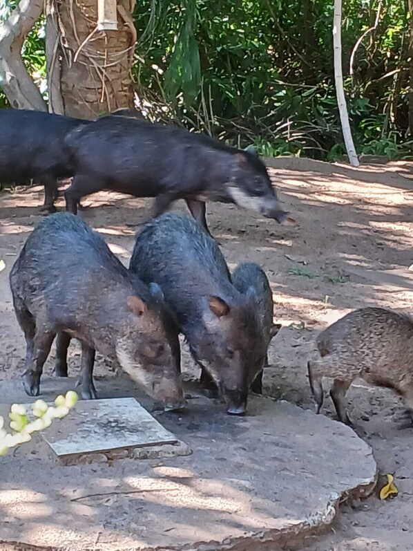 A group of bears in an enclosure with a feeding area.