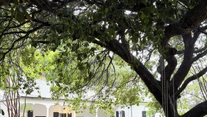 Uma grande árvore com um balanço, um edifício branco com persianas verdes e uma parede de tijolos.