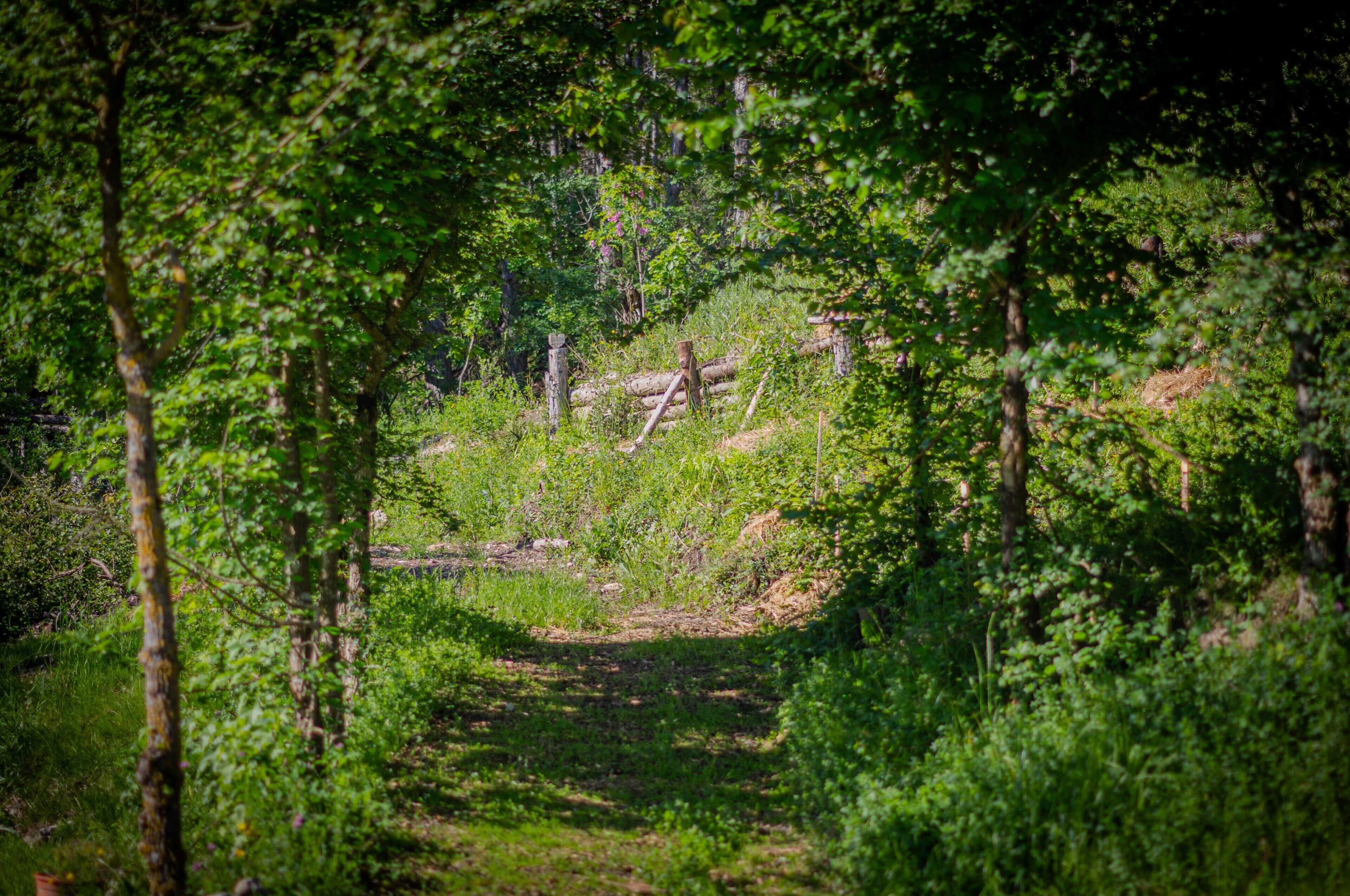Metsäinen alue, jossa on sorapolku, puita ja tukkeja.
