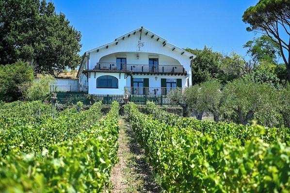 A two-story building with a balcony, surrounded by a vineyard.