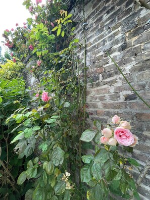 A garden with a climbing rose plant against a brick wall.