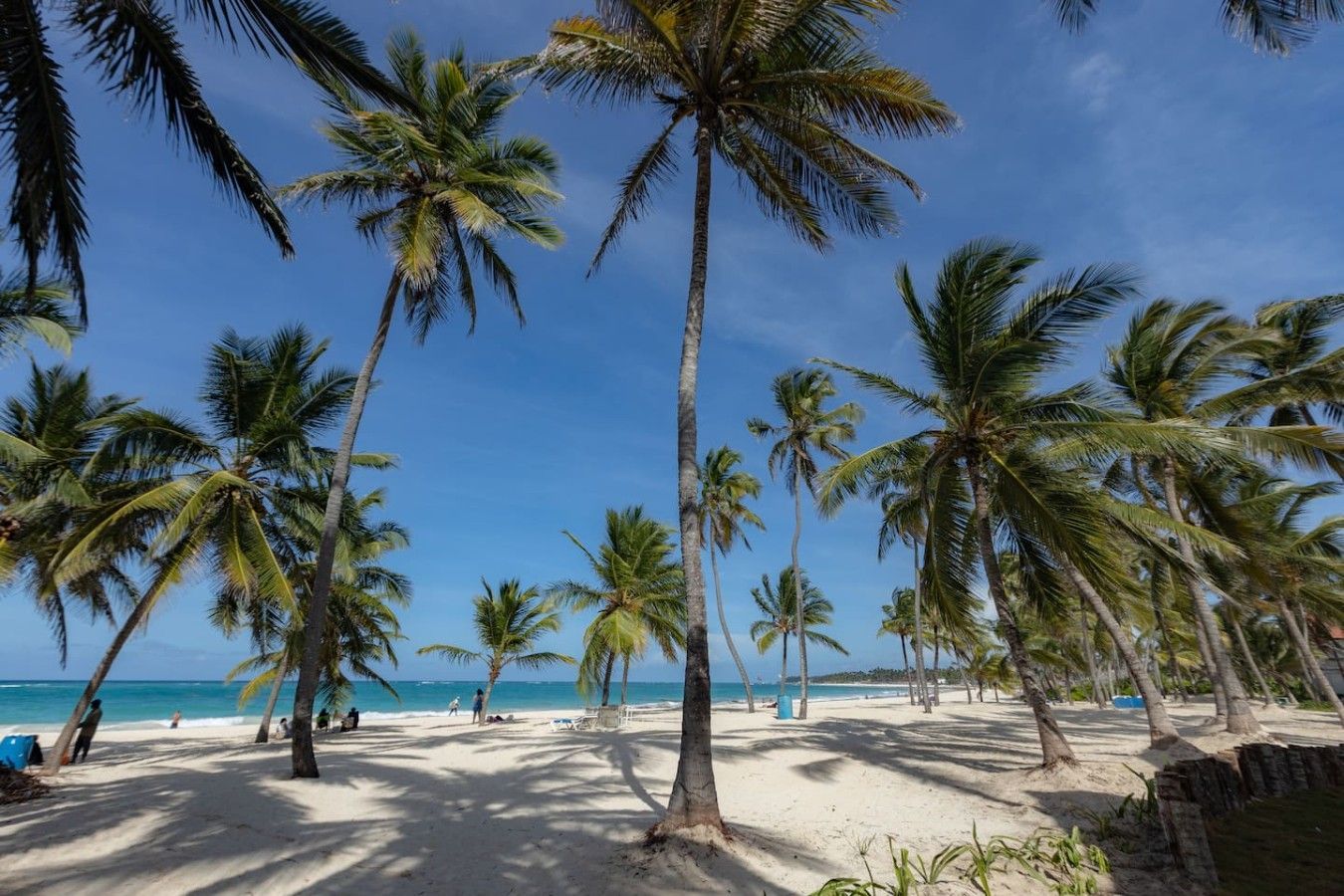 Una spiaggia con palme e cielo sereno.
