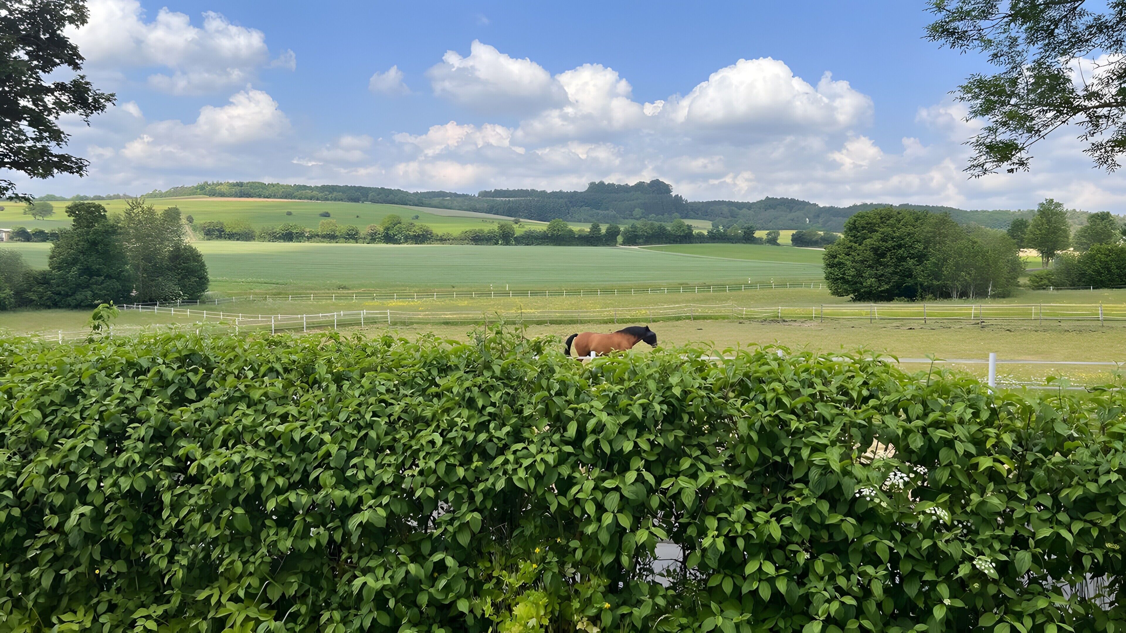A horse grazing in a fenced field with a hedge in the foreground and a clear sky.