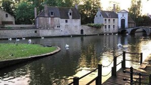 Een gracht met gebouwen, een brug en zwanen.