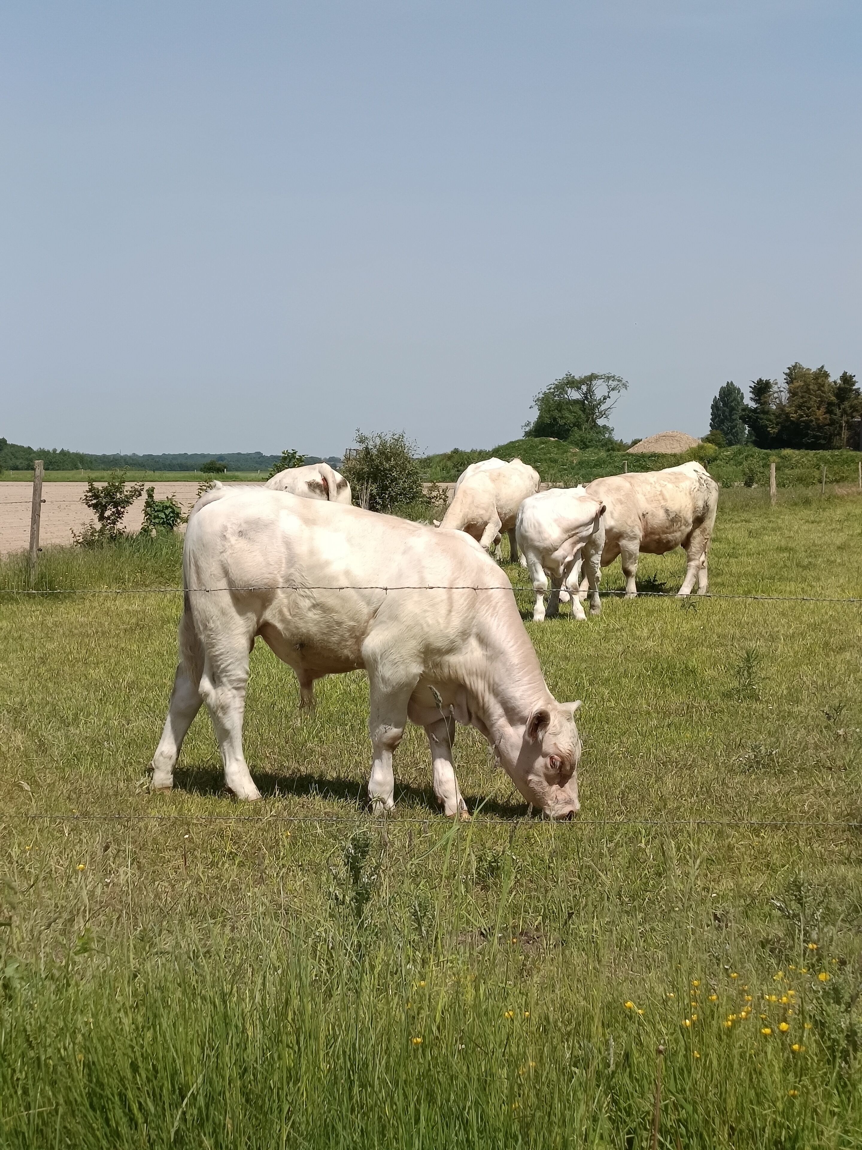 Een weide met grazende koeien en een heldere lucht.