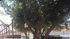 A tree, a bench, and a staircase in an outdoor area. - Park Avenue Inn And Suites (Victorville)