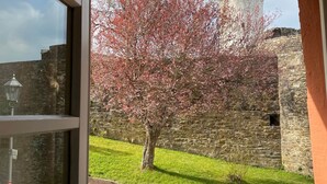 Uitzicht vanuit een raam op een stenen muur en een boom met roze bloesems.