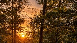Un jacuzzi con vistas a un bosque y al atardecer.