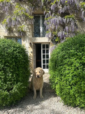 Ein Hund sitzt in einer Schotterfläche, im Hintergrund ein Gebäude, umgeben von Grünpflanzen und violetten Blumen.