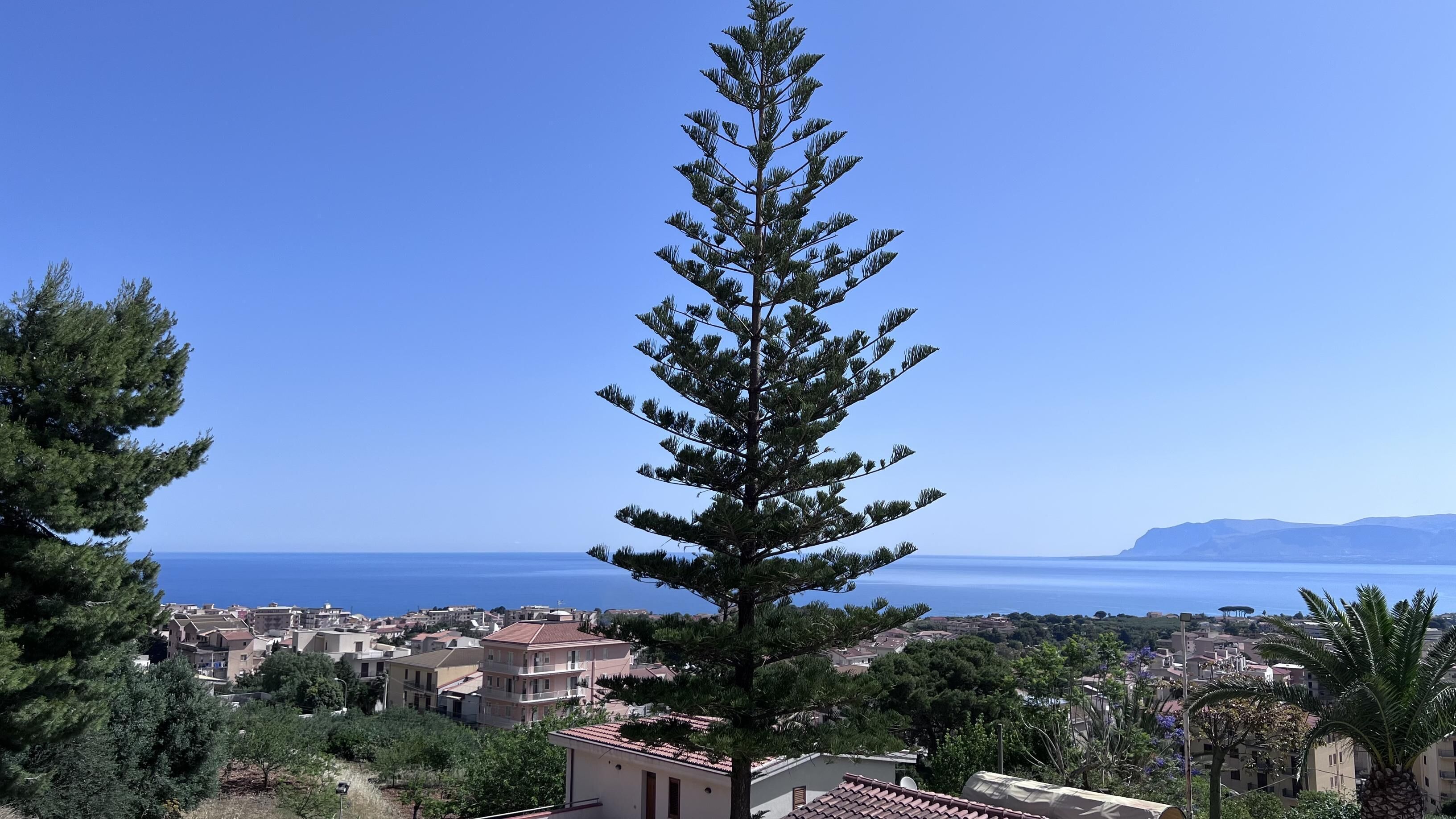 Un pueblo costero con un imponente pino, edificios y vistas al mar.