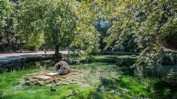 Un étang paisible, bordé d’une végétation luxuriante et d’arbres, dont la surface claire de l’eau reflète le ciel.