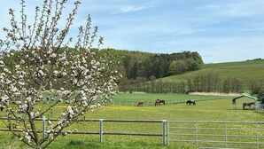 Un pastizal cercado con caballos, un árbol con flores blancas y un edificio verde al fondo.
