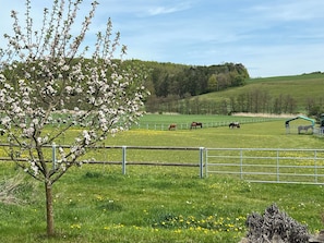 A fenced pasture with horses, a tree with blossoms, and a green field. - Gästezimmer Rittergut  (Heldburger Unterland)